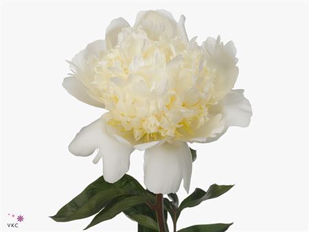 Farm Fresh Paeonia Bridal Shower (Bunch of 10stems, Length 60cm)