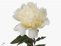 Farm Fresh Paeonia Bridal Shower (Bunch of 10stems, Length 60cm)