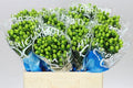 Farm Fresh Hypercium Coco Bamboo (Bunch of 10stems, Length 60cm)