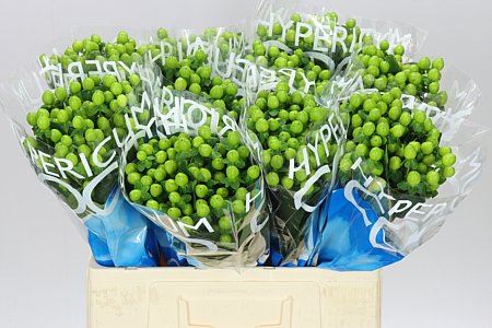 Farm Fresh Hypercium Coco Bamboo (Bunch of 10stems, Length 70cm