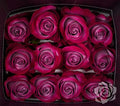 Farm Fresh Rosa Ecuadorian Gr Deep Purple(Bunch of 25 stems, Length 60cm)