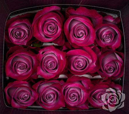 Farm Fresh Rosa Ecuadorian Gr Deep Purple(Bunch of 25 stems, Length 60cm)