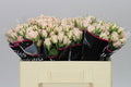 Farm Fresh Rosa Tr Porcelina(Bunch of 10 stems, Length 50cm)