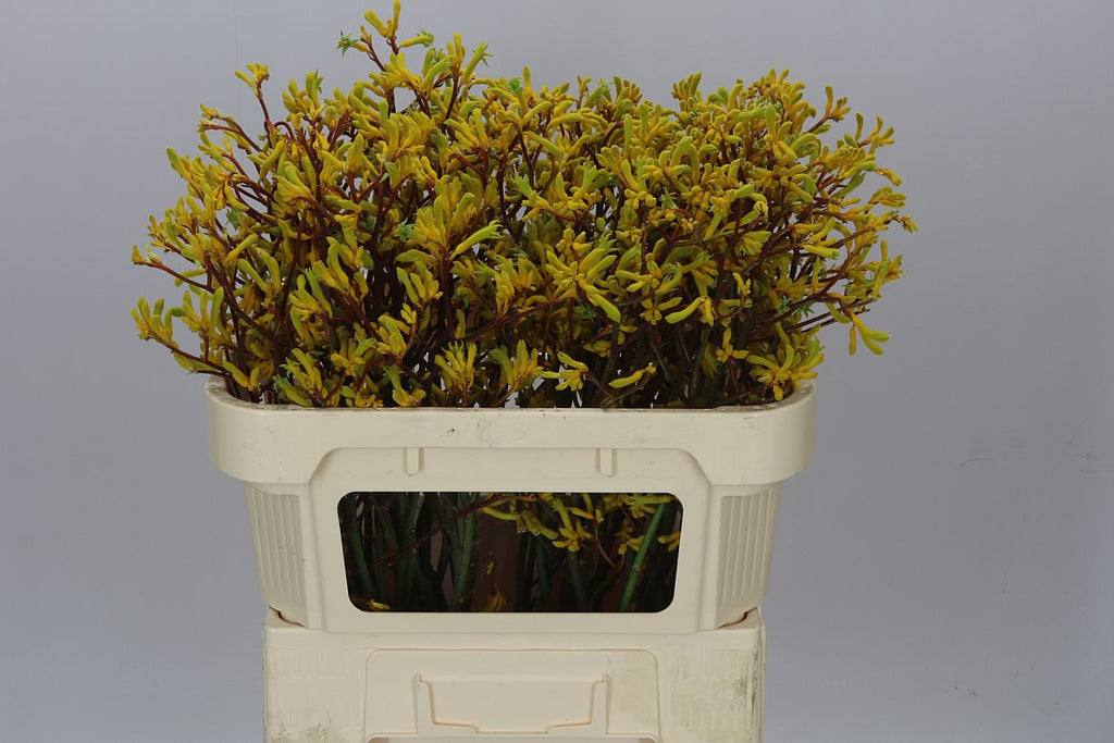 Farm Fresh Anigozanthos Yellow Gem(Bunch of 10 Stems, Length 80cm)