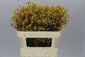 Farm Fresh Anigozanthos Yellow Gem(Bunch of 10 Stems, Length 80cm)