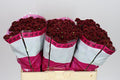 Santani Purpetta Red(Bunch of 25 stems, Length 50-60cm)