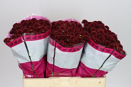 Santani Purpetta Red(Bunch of 25 stems, Length 50-60cm)