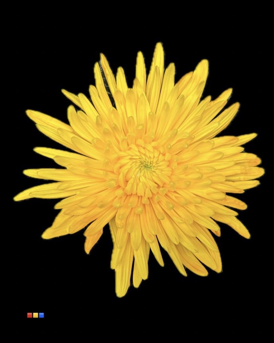 Farn Fresh Chrysanthemum G Topspin Yellow(Bunch of 10 stems, Length 70cm)