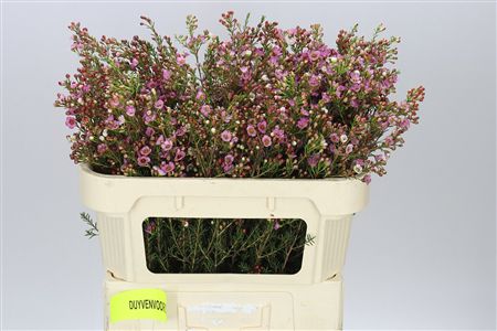 Farm Fresh Chame Wax Adi (Bunch of 25 stems, Length 70-80cm)