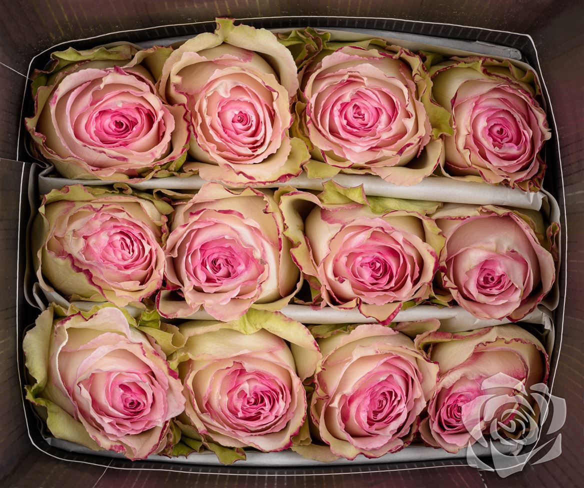 Farm Fresh Rosa Ecuadorian Gr Esperance (Bunch of 25 stems, Length 60cm)