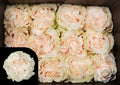 Farm Fresh Rosa Ecuadorian Gr Garden Cotton Xpression (Bunch of 25 stems, Length 70cm)