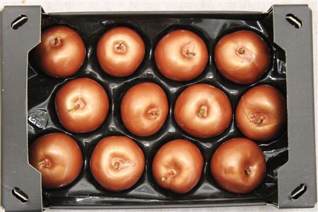 Wax Apple Copper