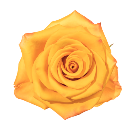 Farm Fresh Rosa Ecuadorian Gr Tycoon  (Bunch of 25 stems, Length 60cm)