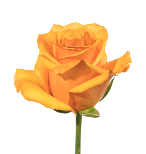 Farm Fresh Rosa Ecuadorian Gr Tycoon  (Bunch of 25 stems, Length 60cm)