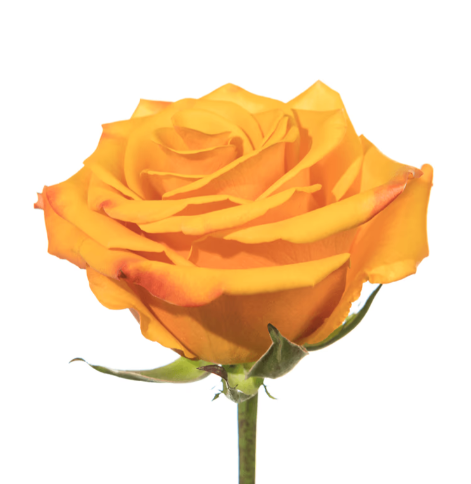 Farm Fresh Rosa Ecuadorian Gr Tycoon  (Bunch of 25 stems, Length 60cm)
