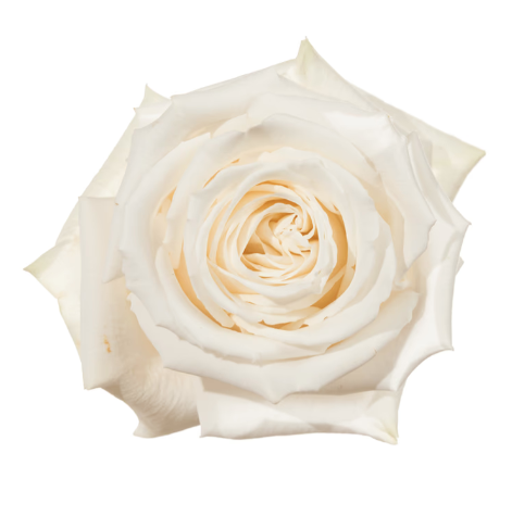 Farm Fresh Rosa Ecuadorian Gr Playa Blanca  (Bunch of 25 stems, Length 50cm)