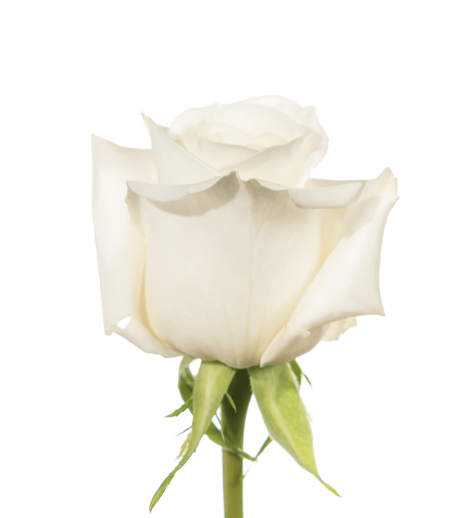 Farm Fresh Rosa Ecuadorian Gr Playa Blanca  (Bunch of 25 stems, Length 50cm)