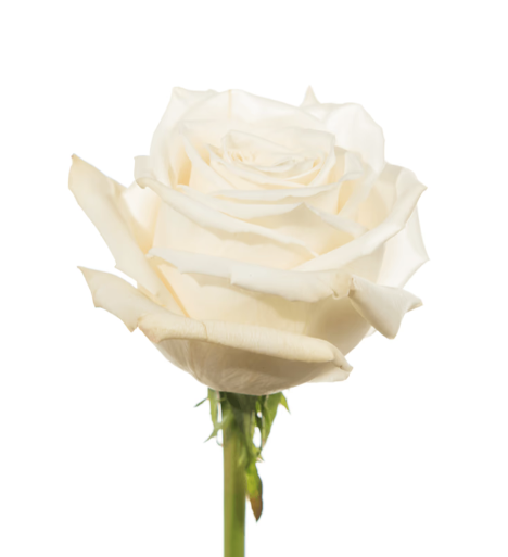 Farm Fresh Rosa Ecuadorian Gr Playa Blanca  (Bunch of 25 stems, Length 50cm)