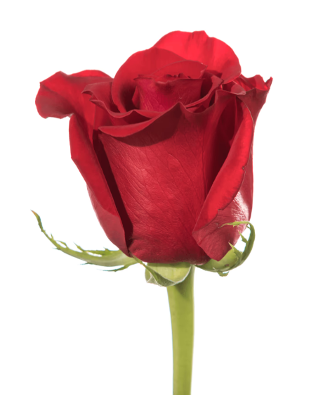 Farm Fresh Rosa Ecuadorian Gr Freedom 60cm (Bunch of 25 stems, Length 60cm)
