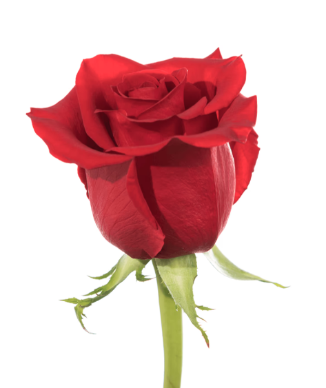 Farm Fresh Rosa Ecuadorian Gr Freedom 50cm (Bunch of 25 stems, Length 50cm)