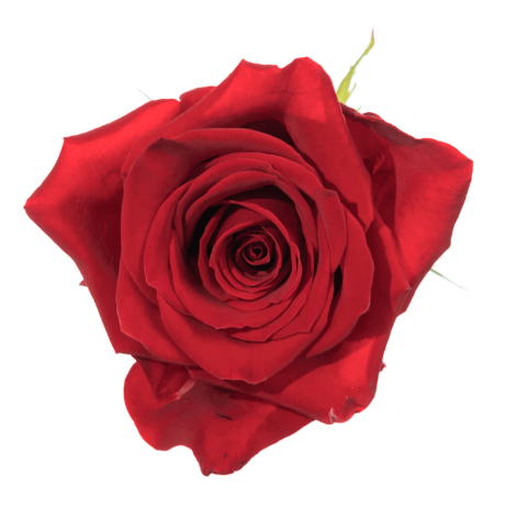 Farm Fresh Rosa Ecuadorian Gr Freedom 60cm (Bunch of 25 stems, Length 60cm)