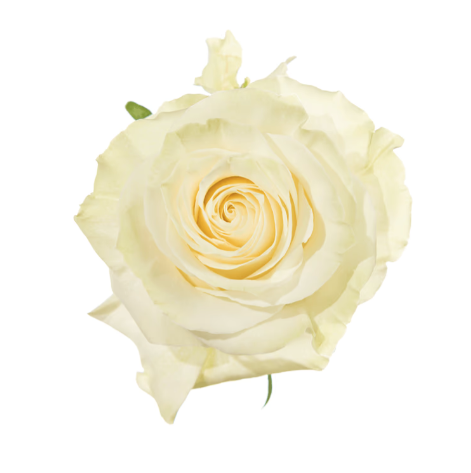 Farm Fresh Rosa Ecuadorian Gr Mondial 80cm  (Bunch of 25 stems, Length 80cm)