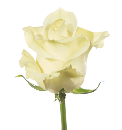 Farm Fresh Rosa Ecuadorian Gr Mondial 80cm  (Bunch of 25 stems, Length 80cm)