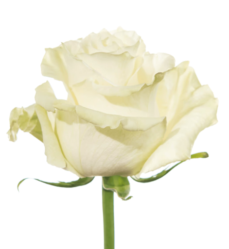 Farm Fresh Rosa Ecuadorian Gr Mondial 70cm  (Bunch of 25 stems, Length 70cm)