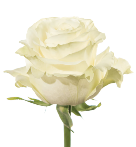 Farm Fresh Rosa Ecuadorian Gr Mondial 80cm  (Bunch of 25 stems, Length 80cm)